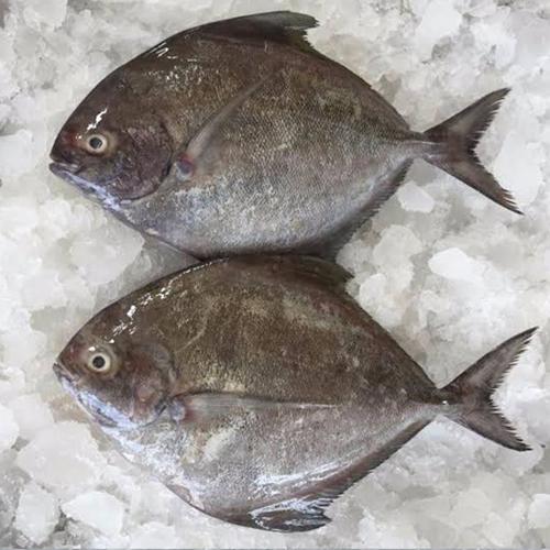 Buy Halwa Fish online from shops near you LoveLocal